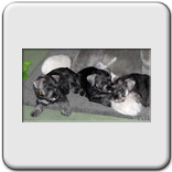 Zwergschnauzerwelpen