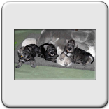 Zwergschnauzerwelpen