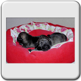 Zwergschnauzerwelpen
