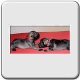 Zwergschnauzer