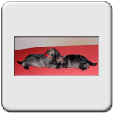Zwergschnauzer