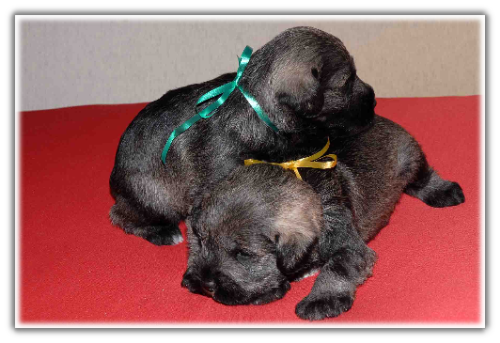Zwergschnauzerwelpen